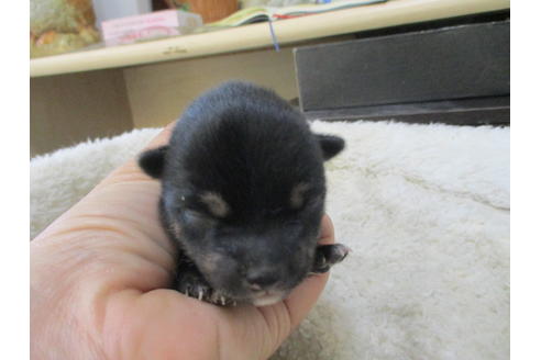 成約済の岡山県の豆柴-71187の1枚目