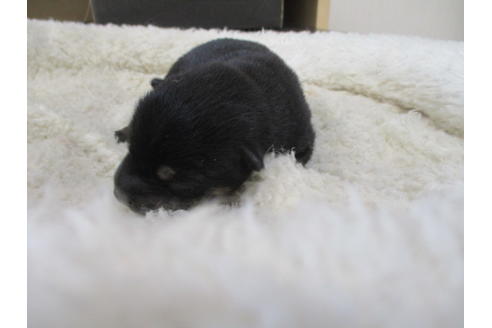 成約済の岡山県の豆柴-71187の2枚目