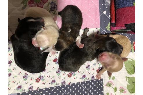 成約済の三重県のポメラニアン-71196の3枚目