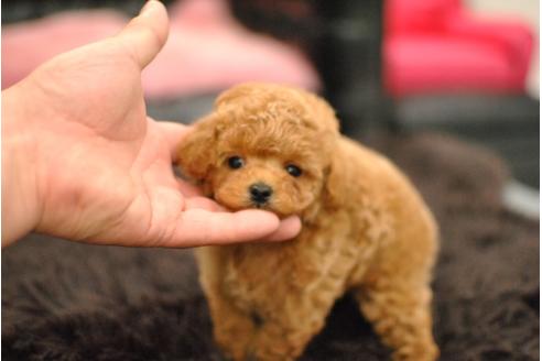 成約済の茨城県のトイプードル-71209の2枚目
