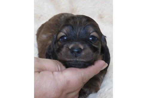 成約済の山口県のミニチュアダックスフンド(ロングヘアード)-71213の1枚目