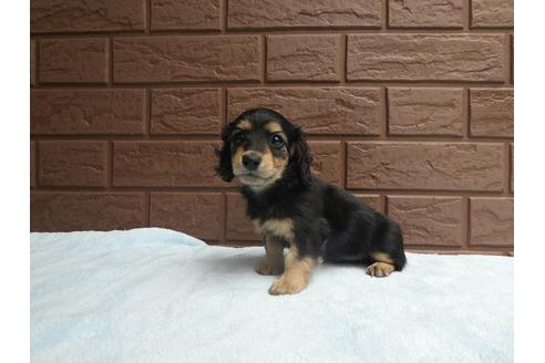 成約済の埼玉県のミニチュアダックスフンド(ロングヘアード)-71212の1枚目