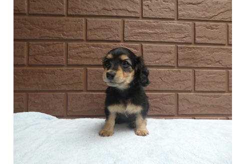 成約済の埼玉県のミニチュアダックスフンド(ロングヘアード)-71212の3枚目