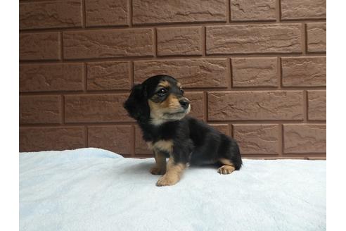 成約済の埼玉県のミニチュアダックスフンド(ロングヘアード)-71212の2枚目