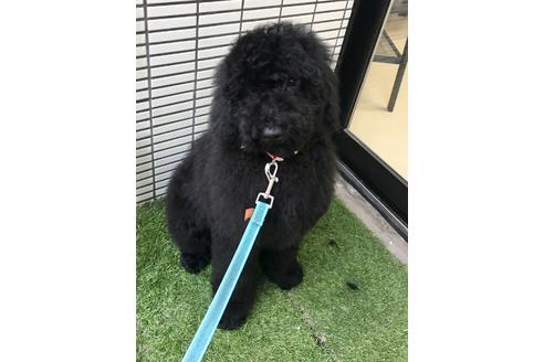 成約済の東京都のミックス犬-64906の1枚目