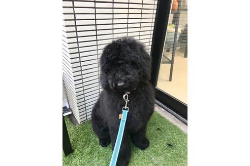 成約済の東京都のミックス犬-64906の6枚目