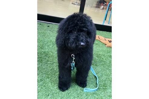成約済の東京都のミックス犬-64906の5枚目