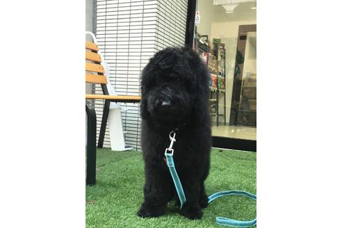 成約済の東京都のミックス犬-64906の4枚目