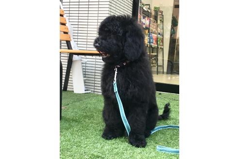 成約済の東京都のミックス犬-64906の3枚目