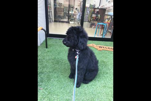 成約済の東京都のミックス犬-64906の2枚目