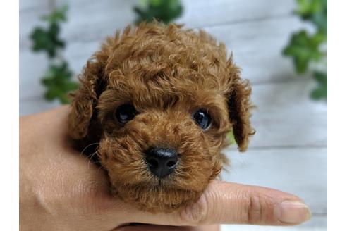 成約済の静岡県のトイプードル-69700の6枚目