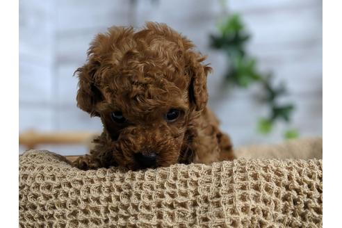 成約済の静岡県のトイプードル-69700の5枚目