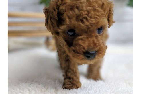 成約済の静岡県のトイプードル-69700の4枚目