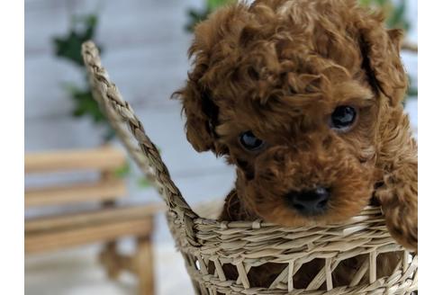 成約済の静岡県のトイプードル-69700