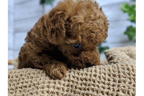 成約済の静岡県のトイプードル-69700の3枚目