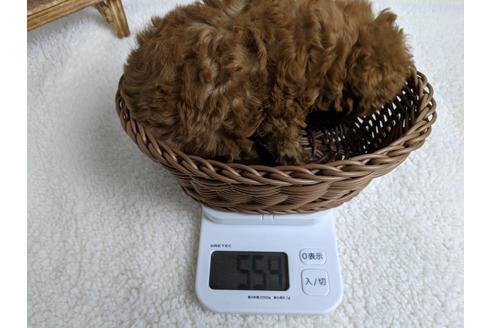 成約済の静岡県のトイプードル-69700の2枚目