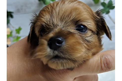 成約済の静岡県のチワプー:チワワ×トイプードル-71313の5枚目