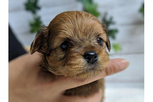 成約済の静岡県のチワプー:チワワ×トイプードル-71313の1枚目