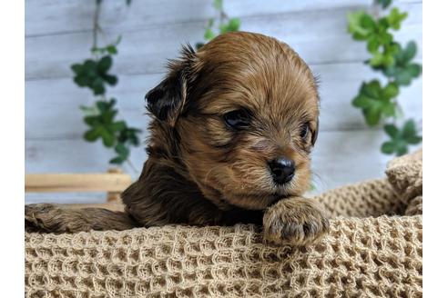 成約済の静岡県のチワプー:チワワ×トイプードル-71313の4枚目