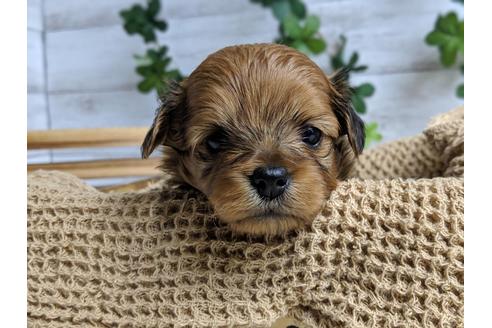 成約済の静岡県のチワプー:チワワ×トイプードル-71313の3枚目