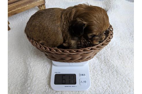 成約済の静岡県のチワプー:チワワ×トイプードル-71313の2枚目