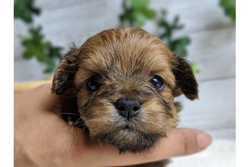 成約済の静岡県のチワプー:チワワ×トイプードル-71315の1枚目