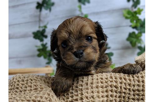 成約済の静岡県のチワプー:チワワ×トイプードル-71315の5枚目