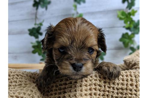 成約済の静岡県のチワプー:チワワ×トイプードル-71315の4枚目