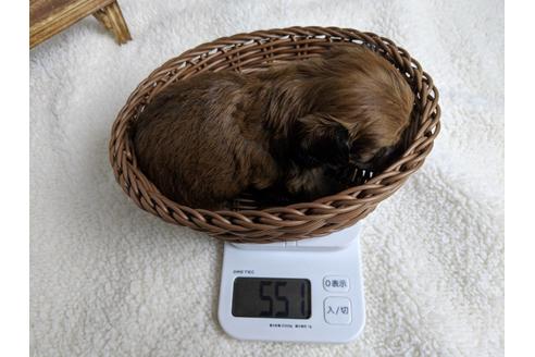 成約済の静岡県のチワプー:チワワ×トイプードル-71315の3枚目