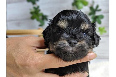 成約済の静岡県のチワプー:チワワ×トイプードル-71316の6枚目