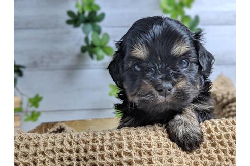 成約済の静岡県のチワプー:チワワ×トイプードル-71316の1枚目