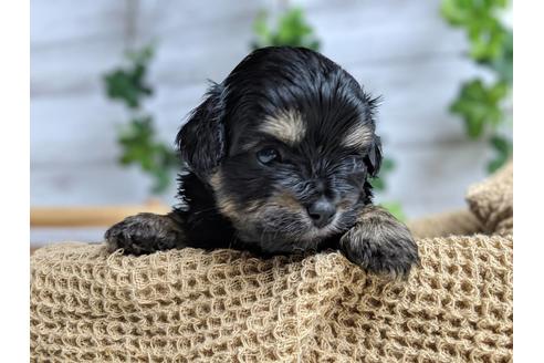 成約済の静岡県のチワプー:チワワ×トイプードル-71316の5枚目