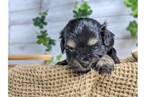 成約済の静岡県のチワプー:チワワ×トイプードル-71316の4枚目