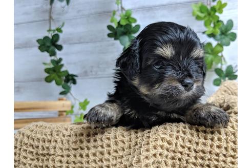 成約済の静岡県のチワプー:チワワ×トイプードル-71316の3枚目