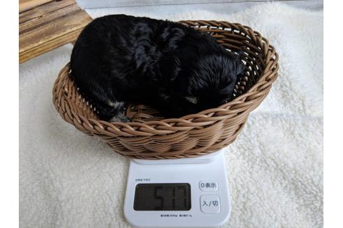 成約済の静岡県のチワプー:チワワ×トイプードル-71316の2枚目