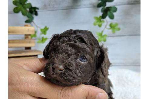 成約済の静岡県のトイプードル-71317の6枚目