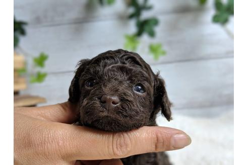 成約済の静岡県のトイプードル-71317の5枚目