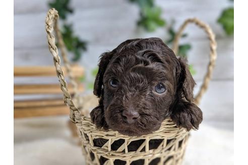 成約済の静岡県のトイプードル-71317の4枚目