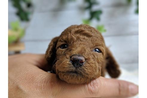 成約済の静岡県のトイプードル-71319の1枚目