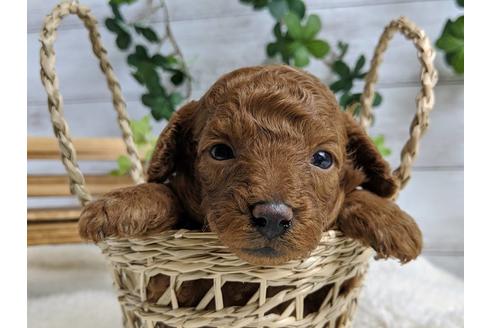 成約済の静岡県のトイプードル-71319の4枚目