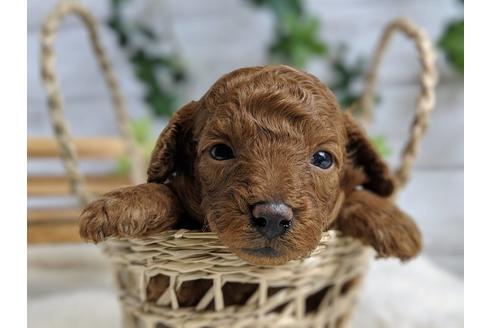 成約済の静岡県のトイプードル-71319の3枚目