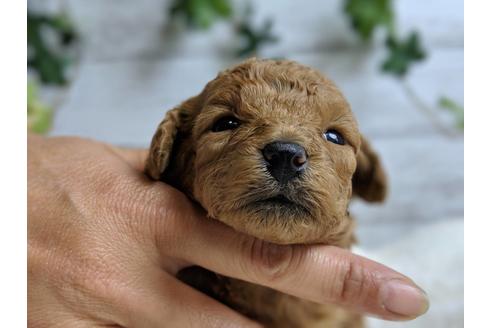 成約済の静岡県のトイプードル-71321の4枚目