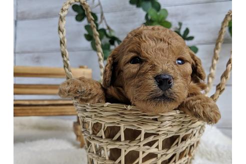 成約済の静岡県のトイプードル-71321の3枚目