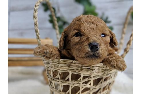 成約済の静岡県のトイプードル-71321の1枚目