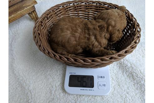 成約済の静岡県のトイプードル-71321の2枚目