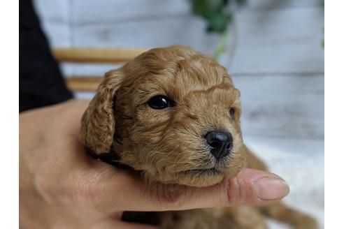 成約済の静岡県のトイプードル-71322の6枚目