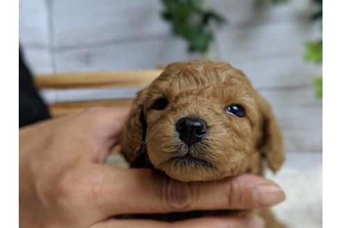 成約済の静岡県のトイプードル-71322の5枚目