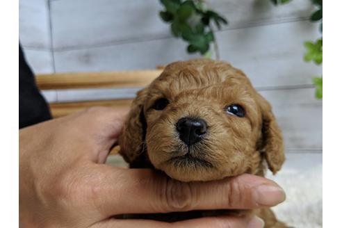 成約済の静岡県のトイプードル-71322の4枚目