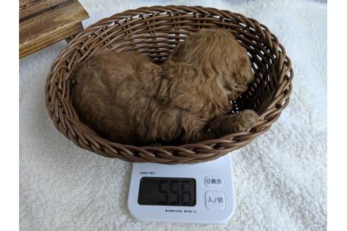 成約済の静岡県のトイプードル-71322の2枚目