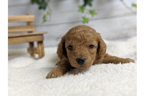 成約済の静岡県のトイプードル-71322の1枚目